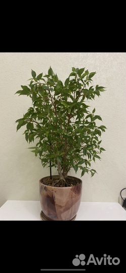 Фикус Наташа