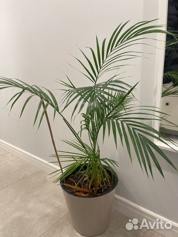 Большое растение в горшке купить в Санкт-Петербурге | Товары для дома и ...