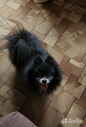 Померанский шпиц