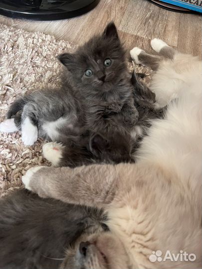 Кошки в добрые руки бесплатно