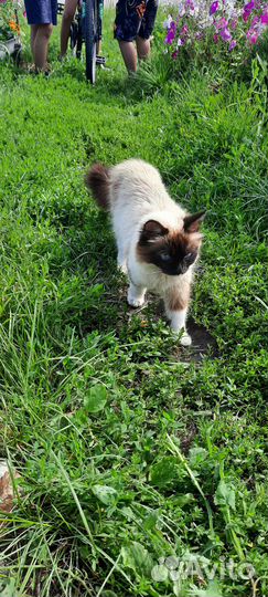 Кошечка в добрые руки