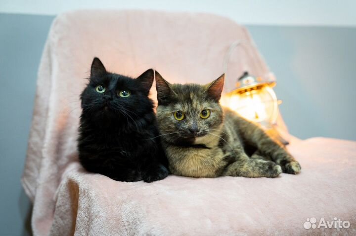 Кошка в добрые руки даром