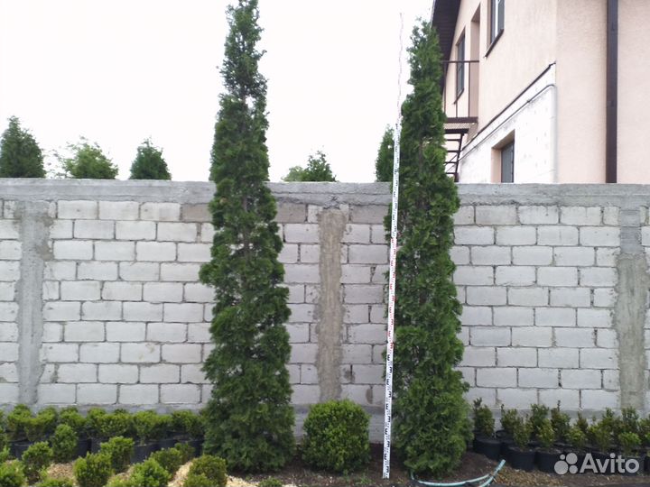 Туя колумна 3.2м