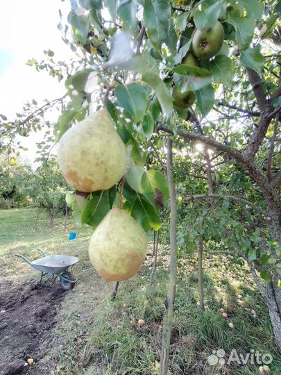 Саженцы яблони, с закрытой корневой системой
