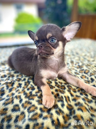 Шоколадный мальчик чихуахуа