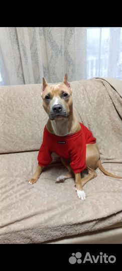 Стаффордширский терьер щенки щенок