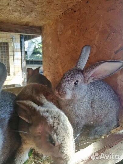 Кролики
