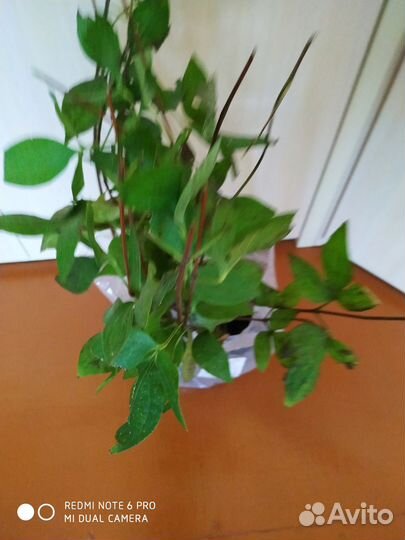 Клематис деко В наличии ждет 1ждет своего хозяина