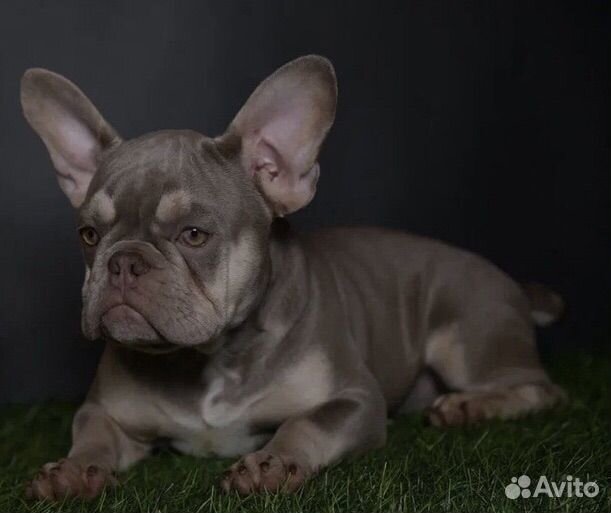 Французский бульдог Изабелла нью шейд