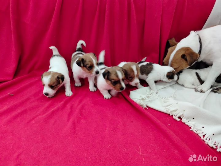 Собаки щенки