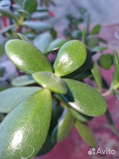 Крассула толстянка