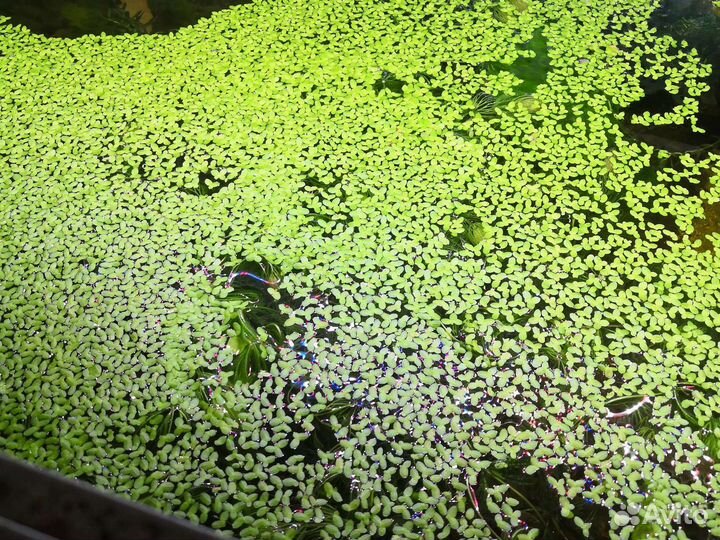 Аквариумные растения