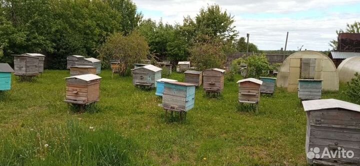 Улей с пчелами