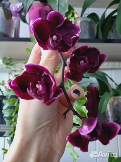 Орхидея фаленопсис