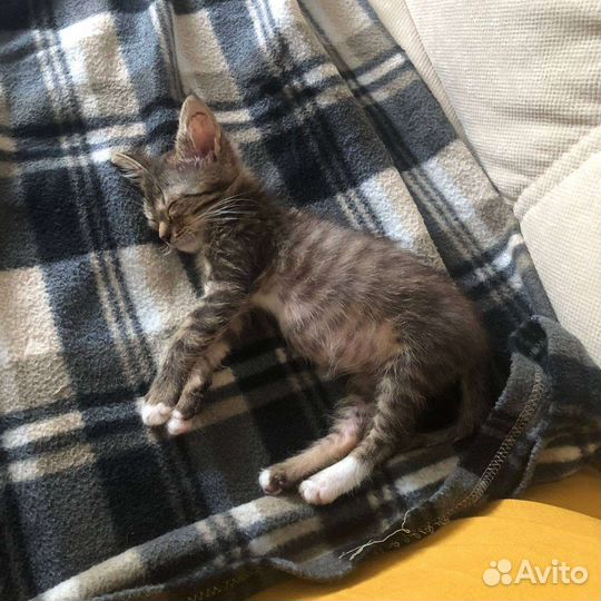 Полосатый котенок девочка – в добрые руки