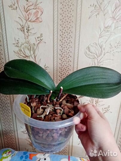 Орхидея фаленопсис сорт Капучино