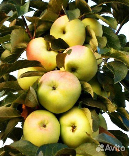 Саженцы плодовых деревьев