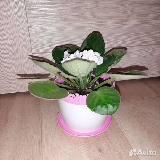 Фиалка белая