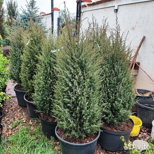 Можжевельник обыкновенный Хиберника