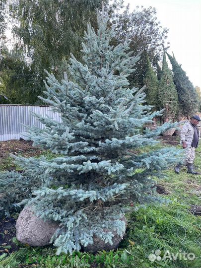 Ель голубая