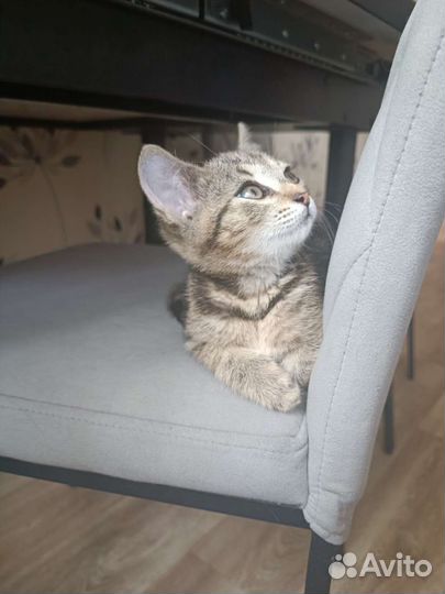 Котенок в добрые руки