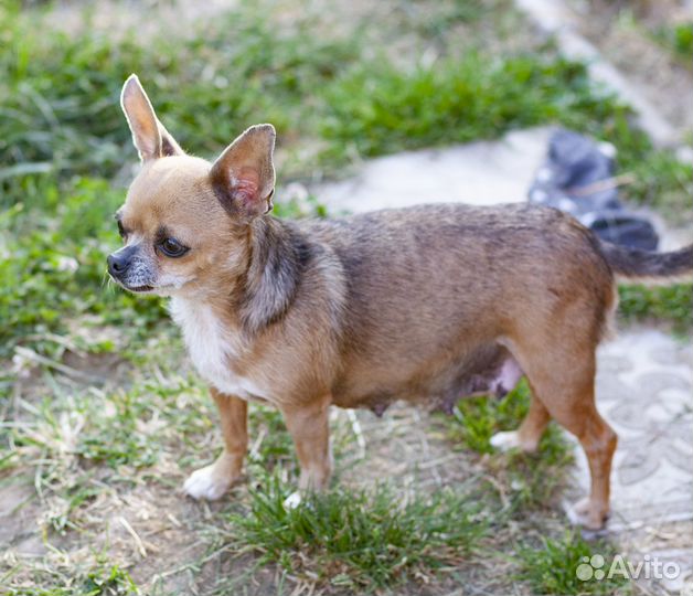 Чихуахуа очаровательная мини девочка