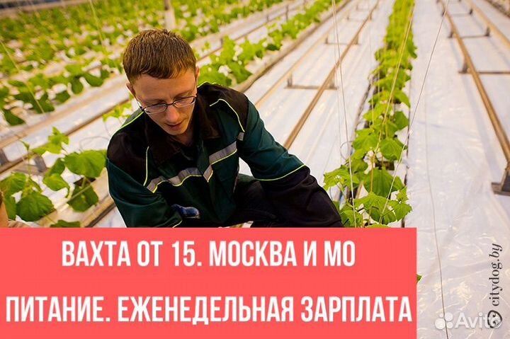 Упаковщики сухпайков вахта в Москве 15/30/45/60
