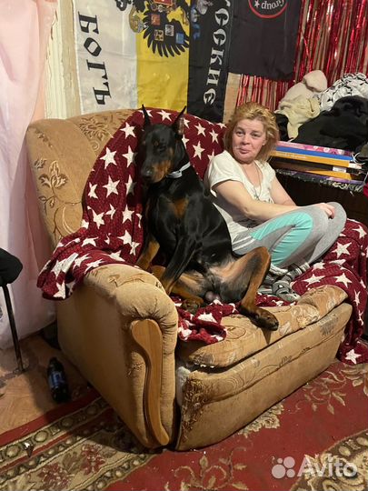 Мини-доберман