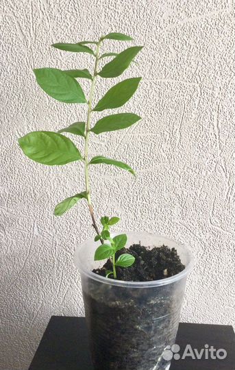 Лагерстремия (индийская сирень)