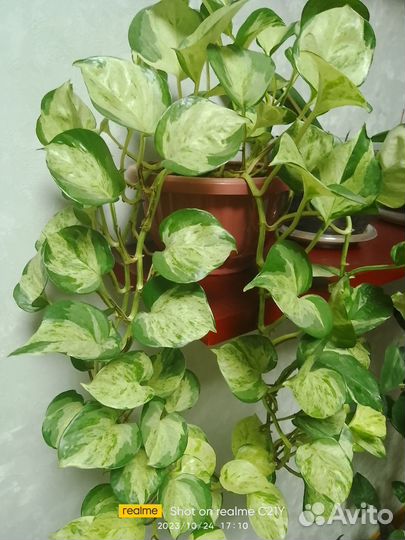 Сциндапсус хеппи лиф