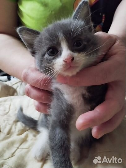 Домашние животные котята