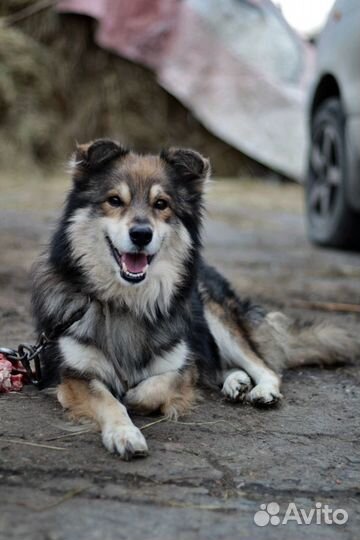 Серьезный Карат на охрану