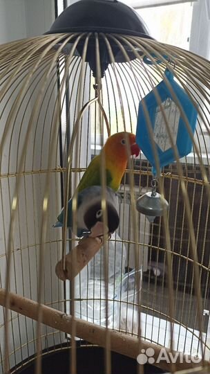 Попугаи неразлучники