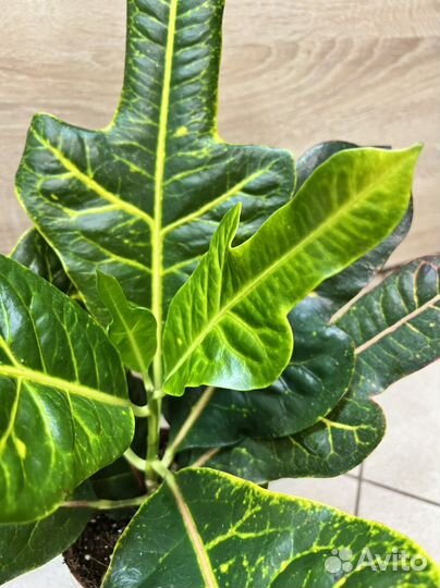 Кодиеум кротон 40 см