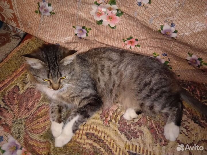 Красивая кошечка