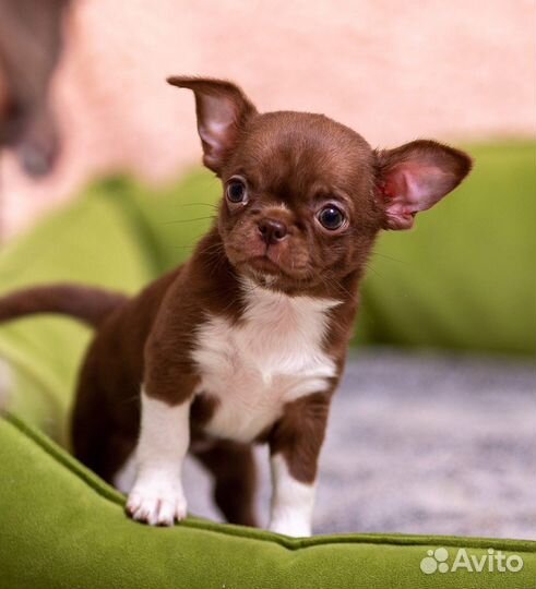 Чихуахуа девочка