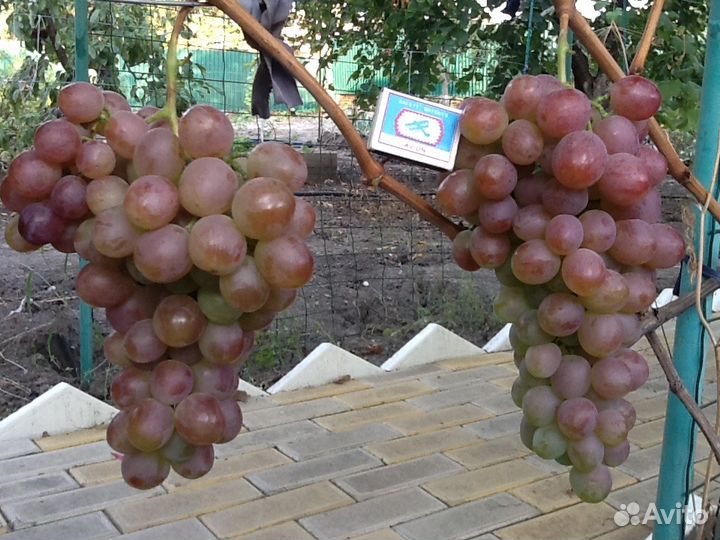 Саженцы винограда черенки