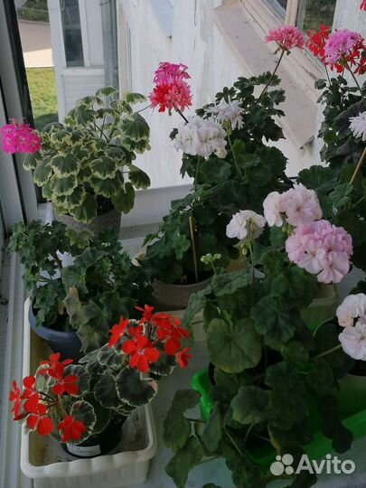 Пеларгонии, срезы для самостоятельного укоренения