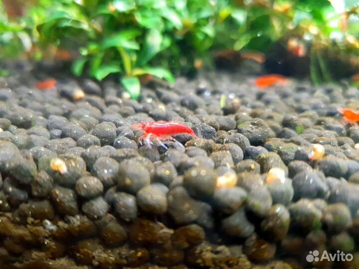 Креветки красные