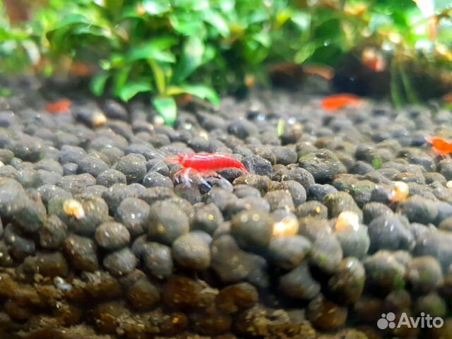 Креветки красные