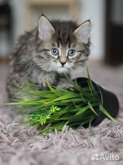 Сибирские котята