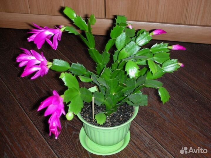 Декабрист белый и малиновый