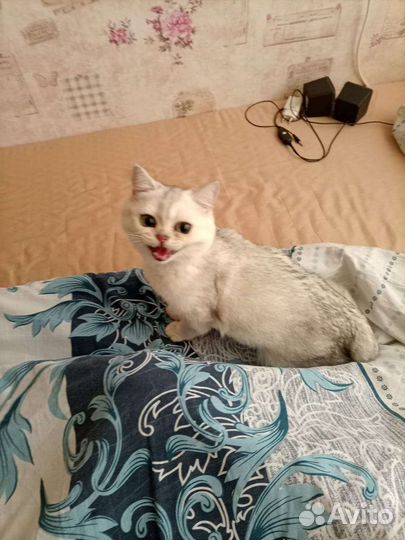 Британец в хорошие ручки