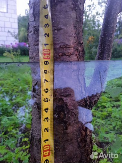 Заднее стекло на Волга Газ-24