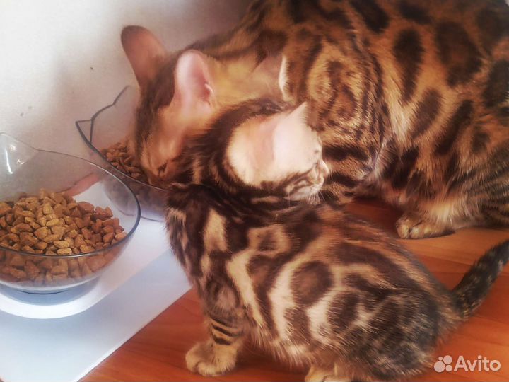 Бенгальская