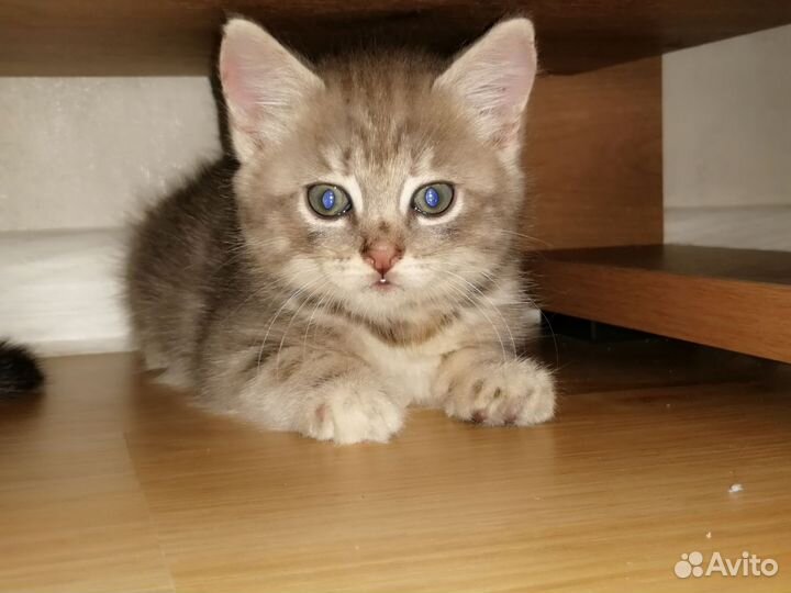 Кошка в дар