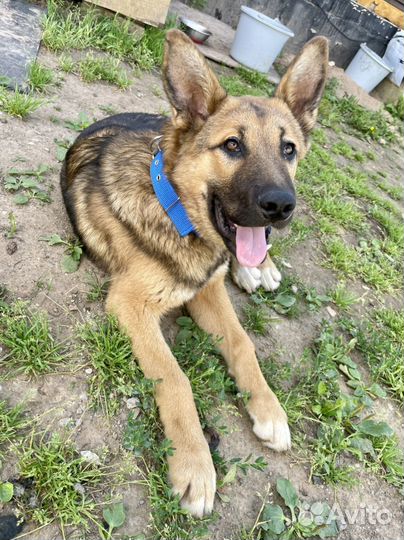 Молодой кобель в добрые руки