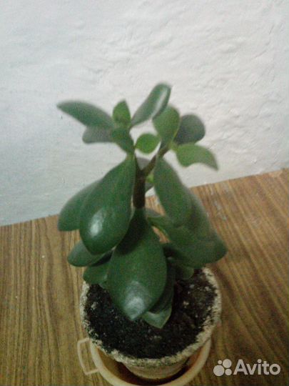 Денежное дерево высота 28 см