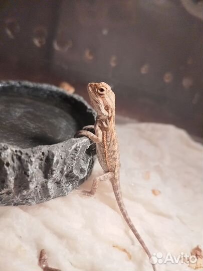 Бородатая агама маленькие