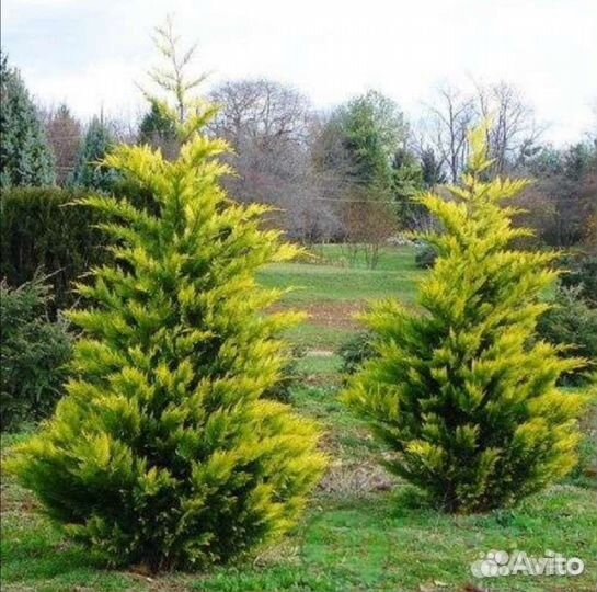 Кипарисовик Голд Райдер, Лейланд 2001, Кастлевелан